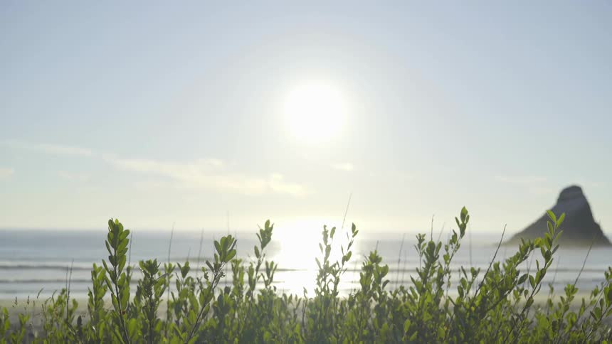 Some plans on the edge of the ocean