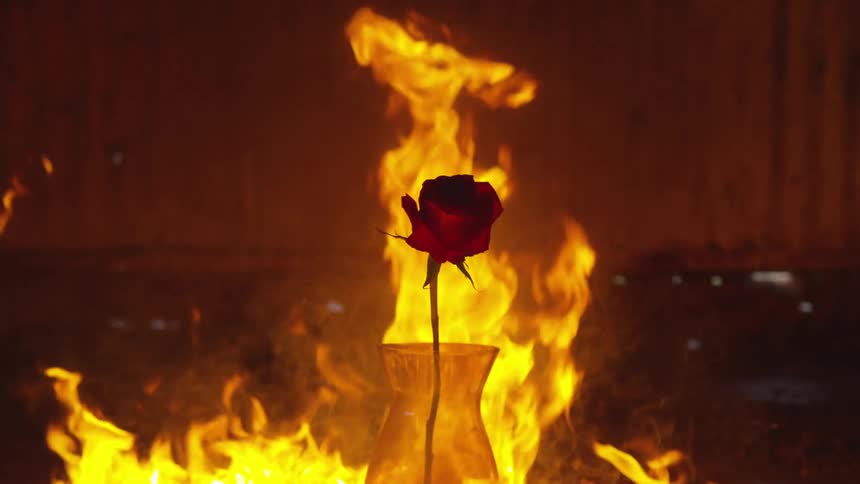 A rose is being set on fire