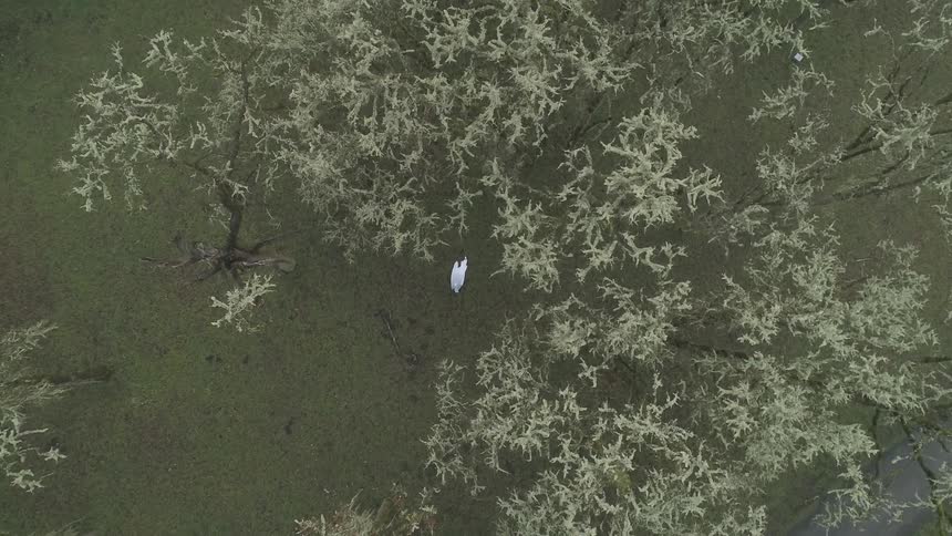 An aerial view of a person under the trees