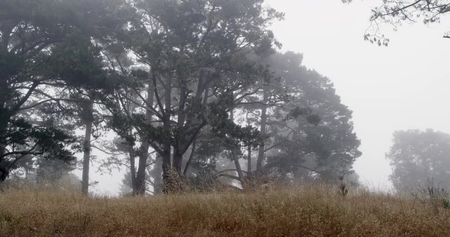 Child runs through a wheat field in forest