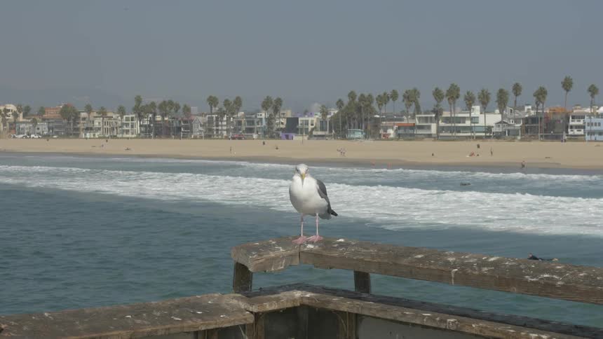 La Beach Day