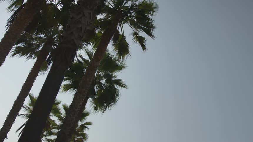 La Beach Day