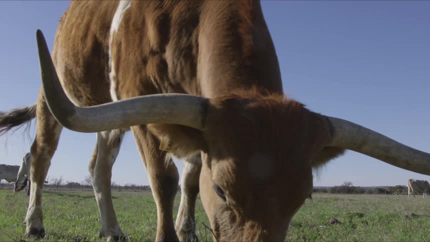 Longhorns In Field