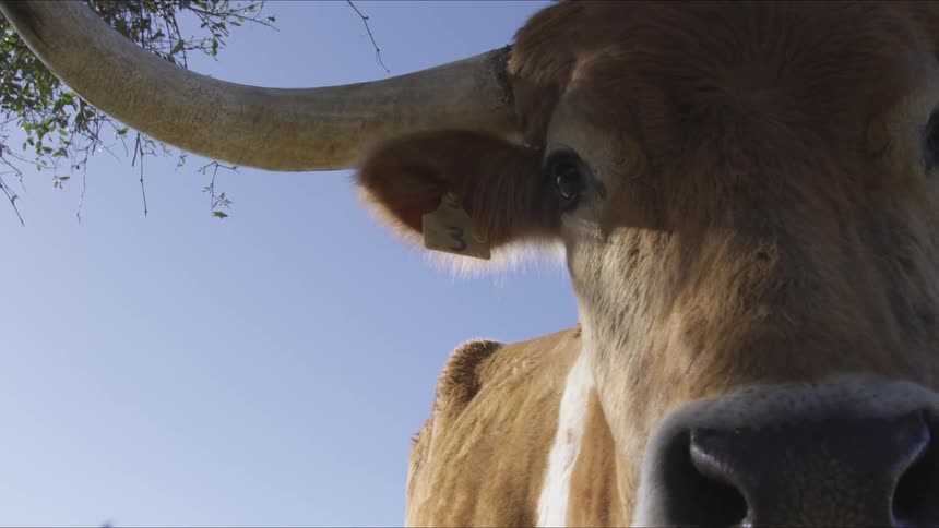 Longhorns In Field