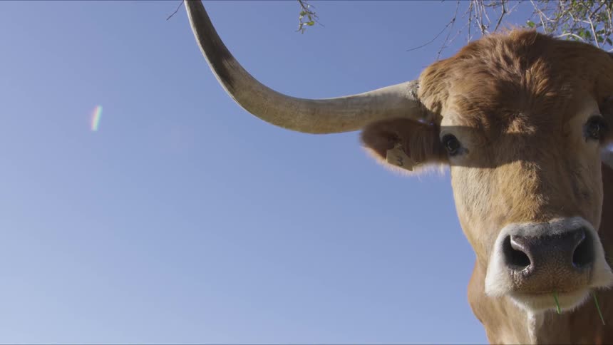 Longhorns In Field
