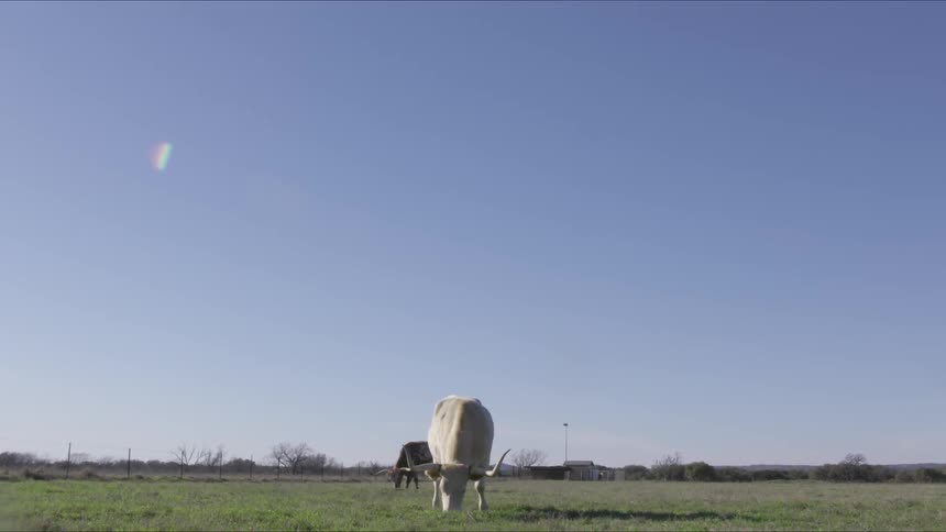 Longhorns In Field