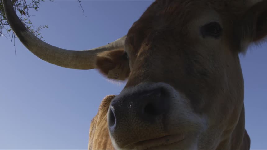 Longhorns In Field