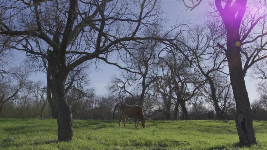Longhorns In Field