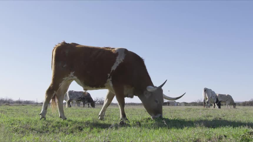 Longhorns In Field