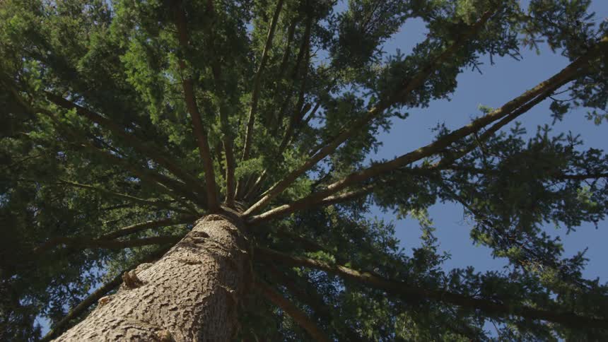 Man Cutting Down Tree