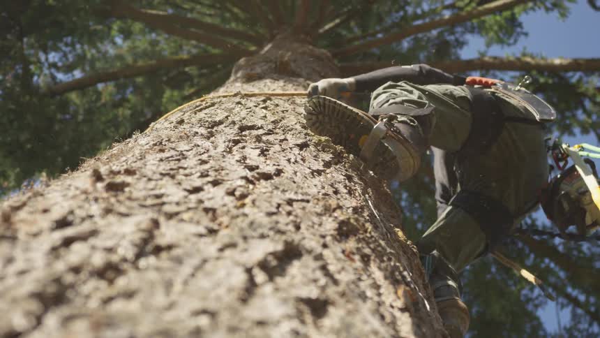 Man Cutting Down Tree