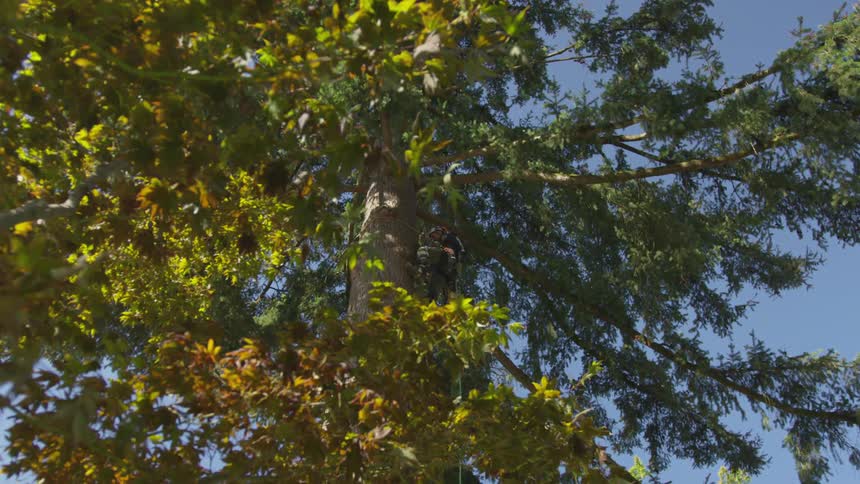 Man Cutting Down Tree