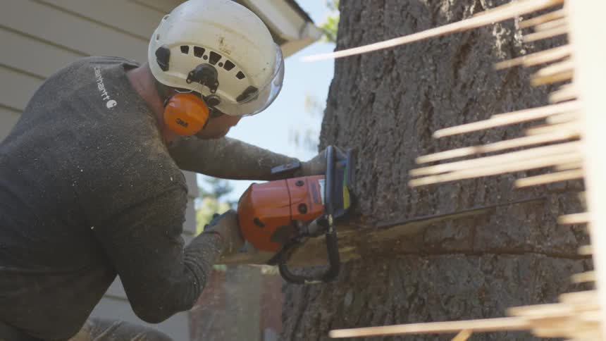 Man Cutting Down Tree