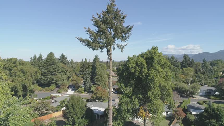 Man Cutting Down Tree