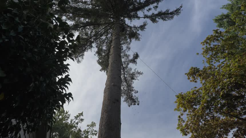 Man Cutting Down Tree