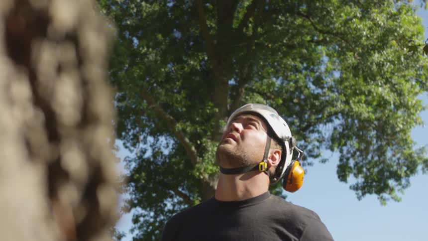 Man Cutting Down Tree