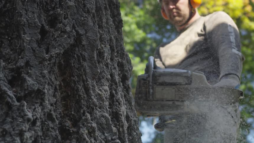 Man Cutting Down Tree