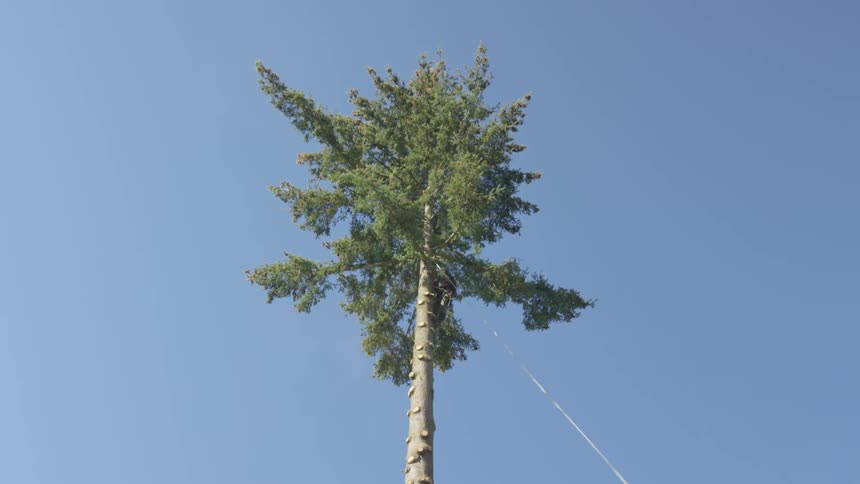 Man Cutting Down Tree