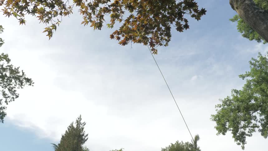Man Cutting Down Tree