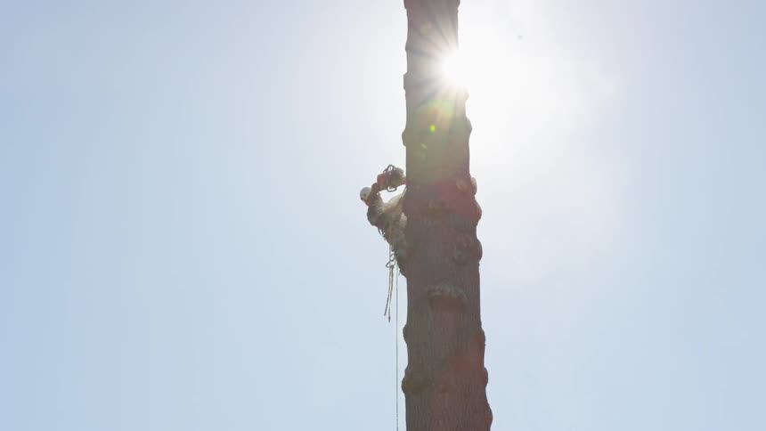 Man Cutting Down Tree