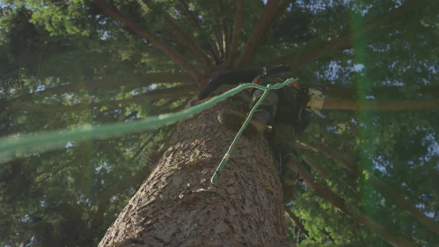 Man Cutting Down Tree
