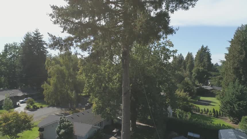 Man Cutting Down Tree