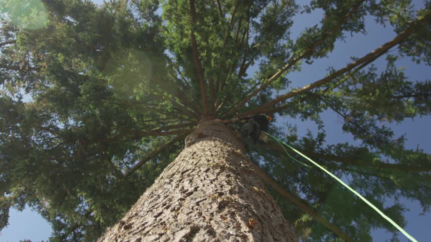 Man Cutting Down Tree
