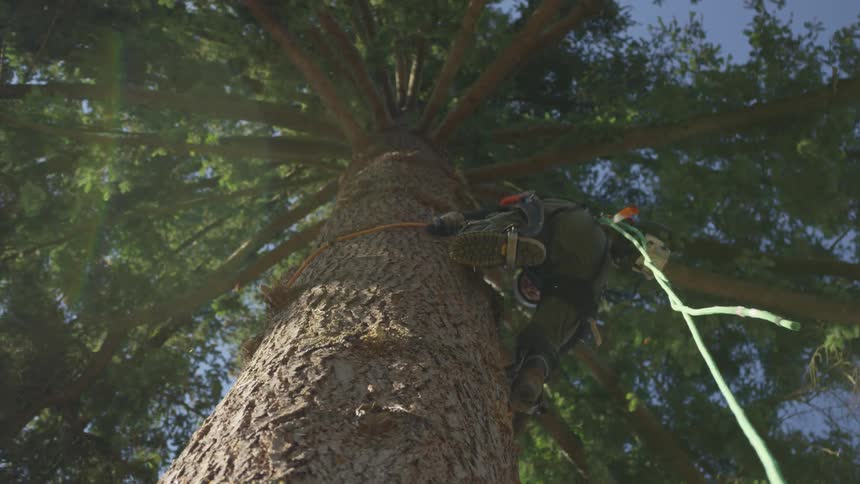 Man Cutting Down Tree