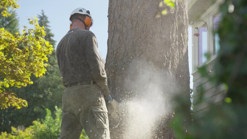Man Cutting Down Tree
