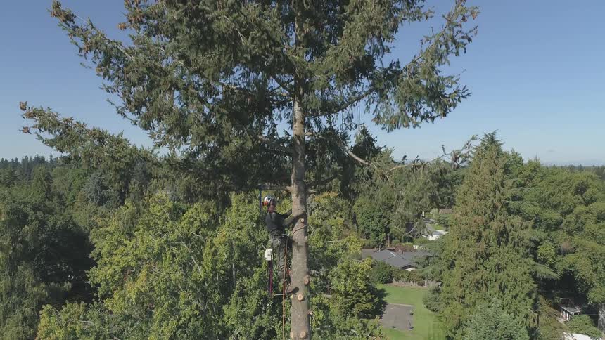 Man Cutting Down Tree