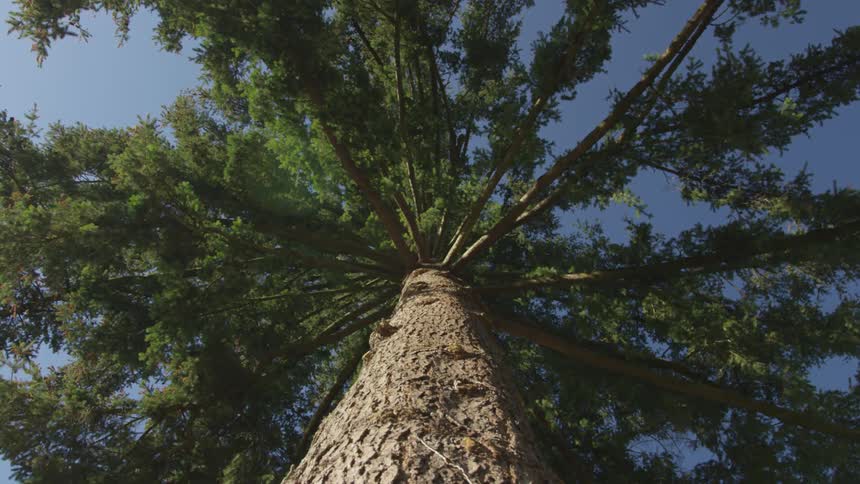 Man Cutting Down Tree