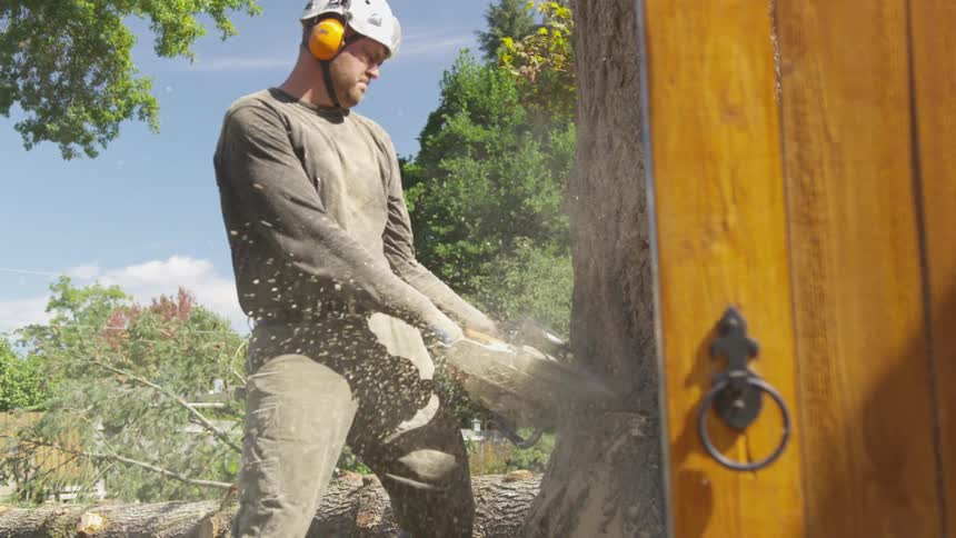 Man Cutting Down Tree