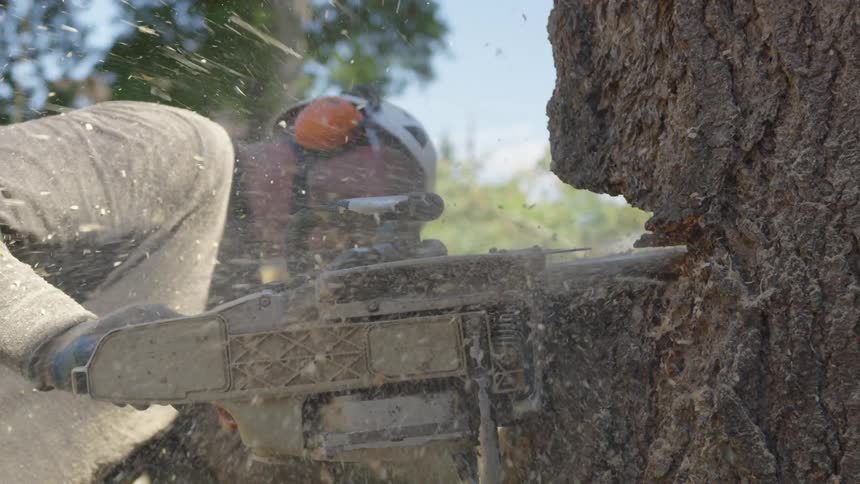 Man Cutting Down Tree
