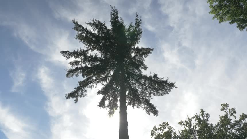 Man Cutting Down Tree