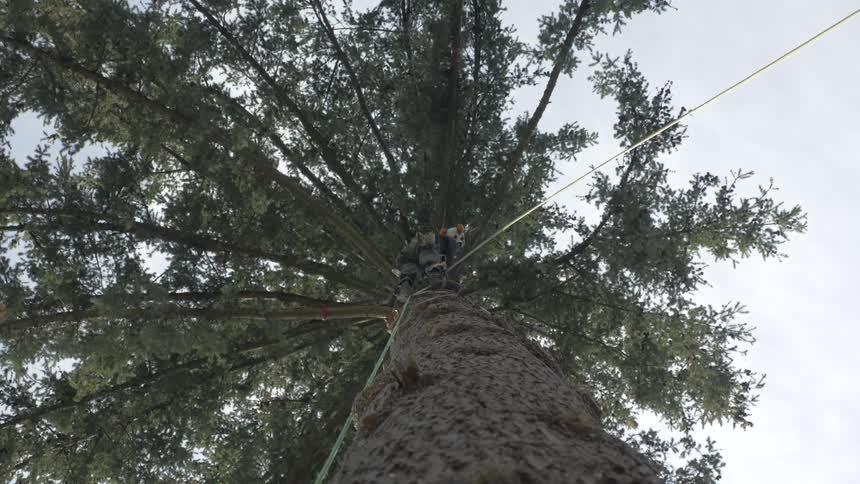 Man Cutting Down Tree
