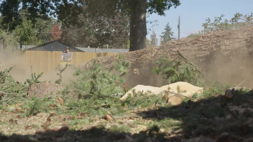 Man Cutting Down Tree