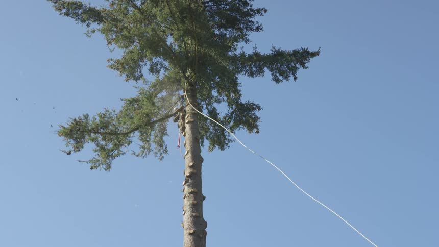 Man Cutting Down Tree