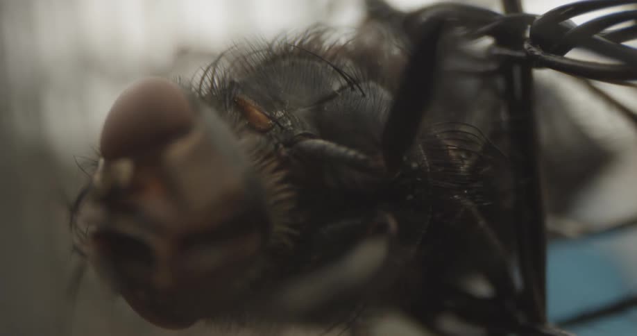 Insect Details
