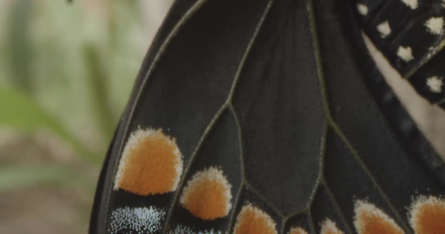 Insect Details