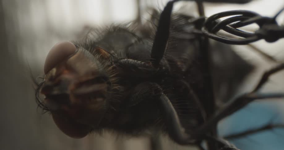 Insect Details