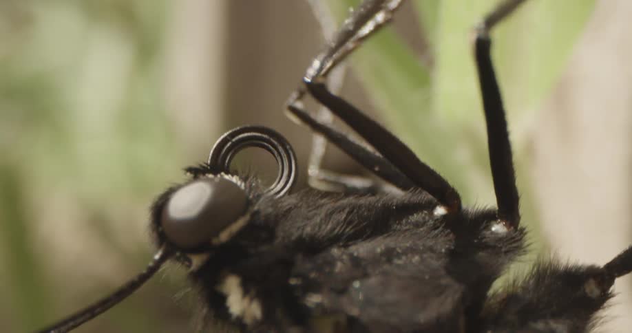 Insect Details