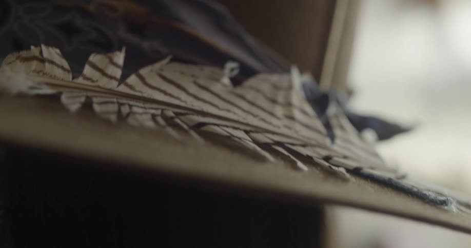 A close up footage of a feather