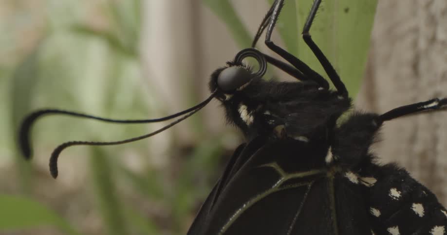 Insect Details