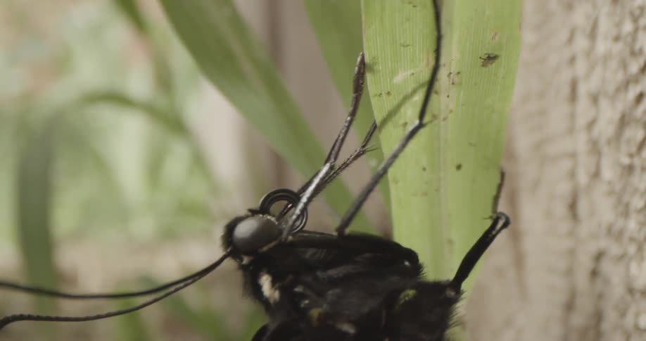 Insect Details