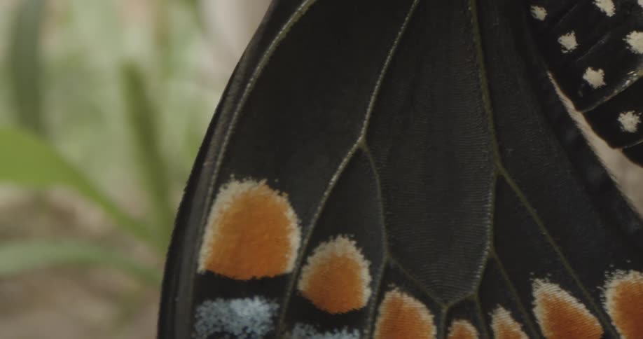 Insect Details