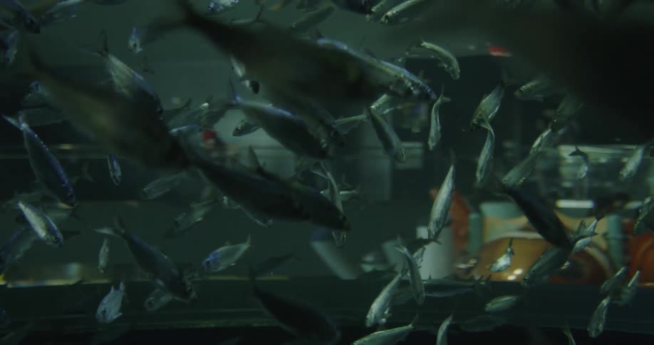 Group of fish in the fish tank