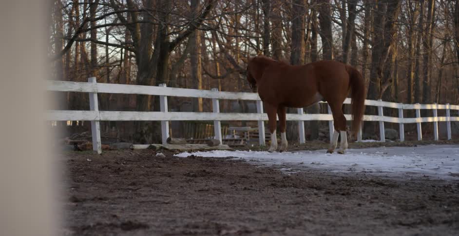 A horse standing in a little bit of snow inside a fenced area
