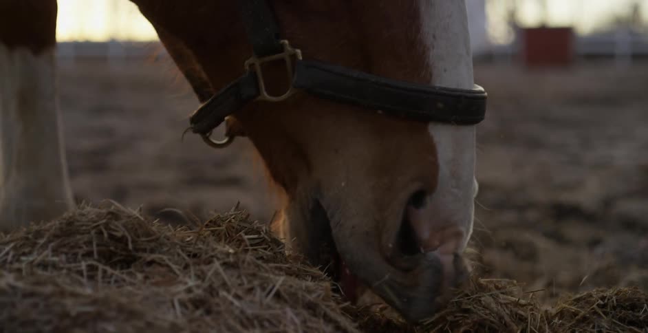 A close view of a horse eating hay while clearing its nostrils