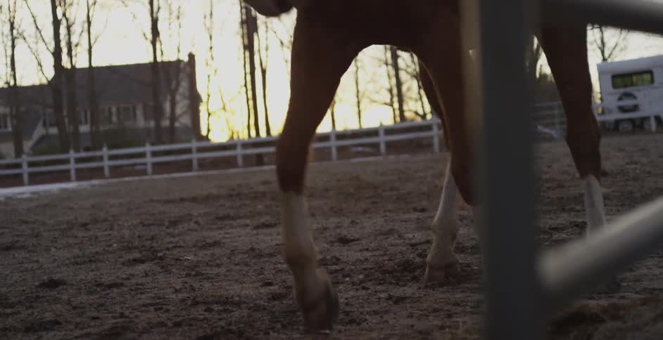 Horse roams and bucks in its field enclosure