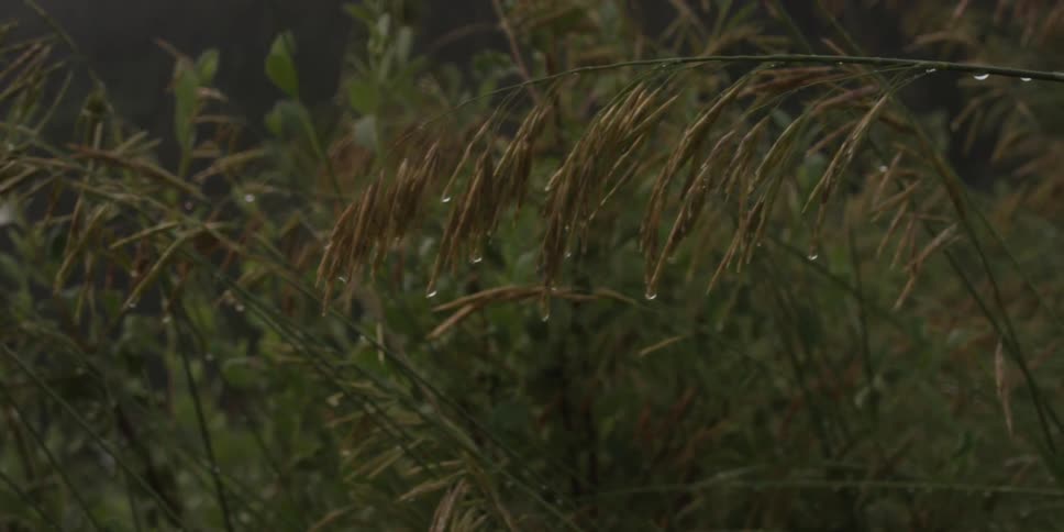 Dew drops on the ends of tall grass